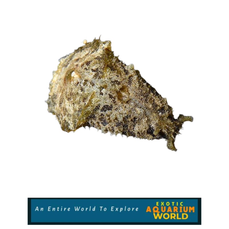 Dolabella Sea Hare EXPERT ONLY (Dolabella auricularia)