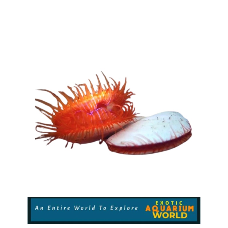 Electric Flame Scallop EXPERT ONLY (Lima sp.)