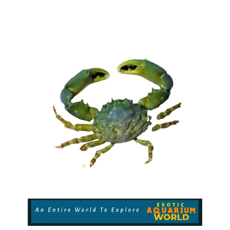 Emerald Crab (Mithraculus sculptus)