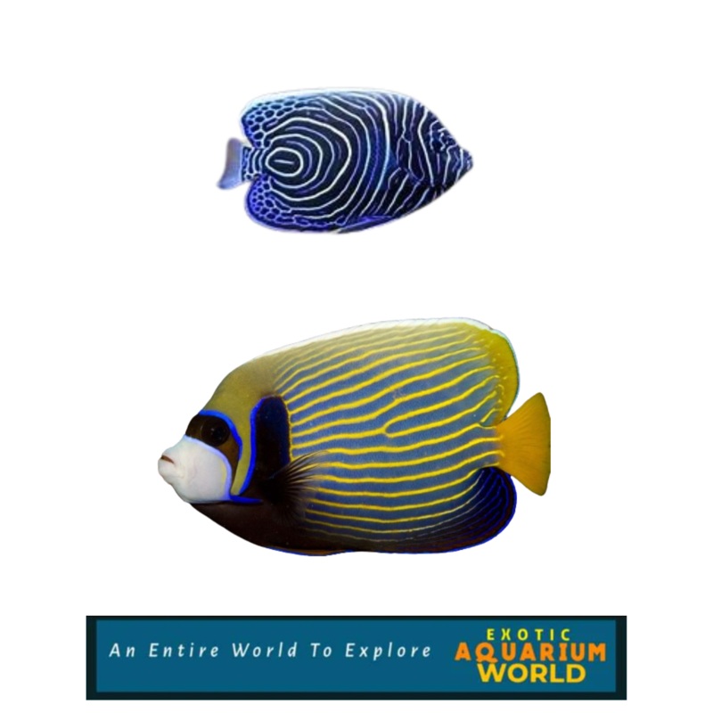 Emperor Angelfish (Pomacanthus imperator)