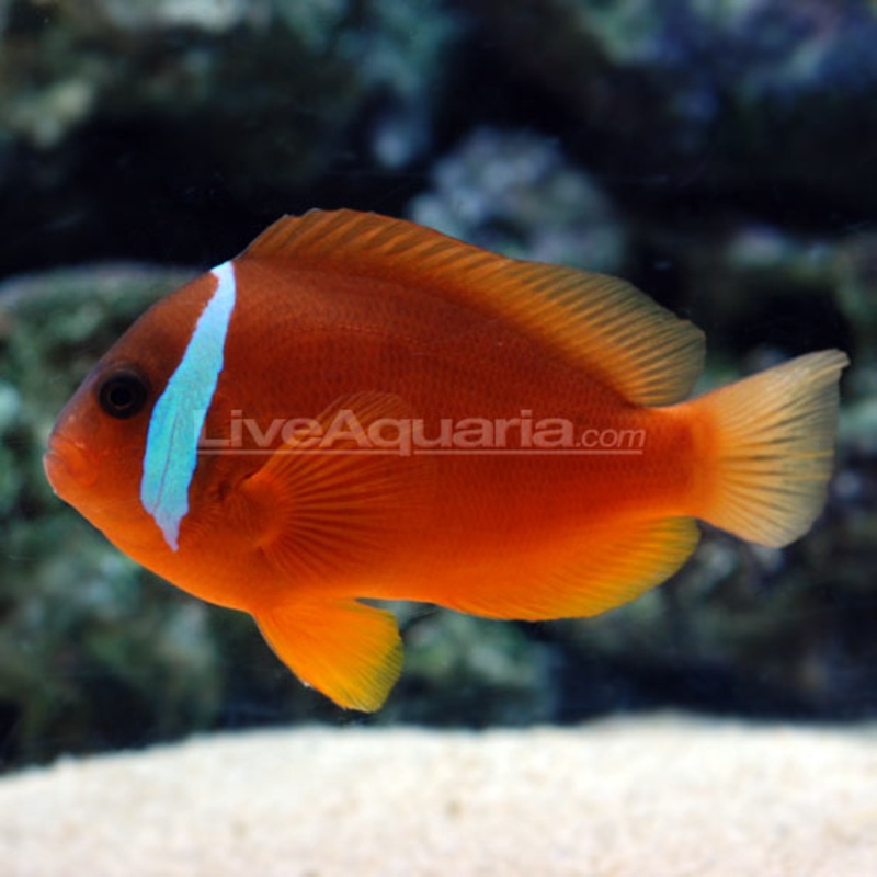 Fiji Barberi Clownfish (Amphiprion barberi)