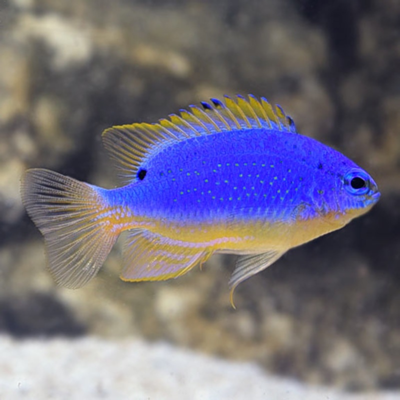 Fiji Blue Devil Damselfish (Chrysiptera taupou)
