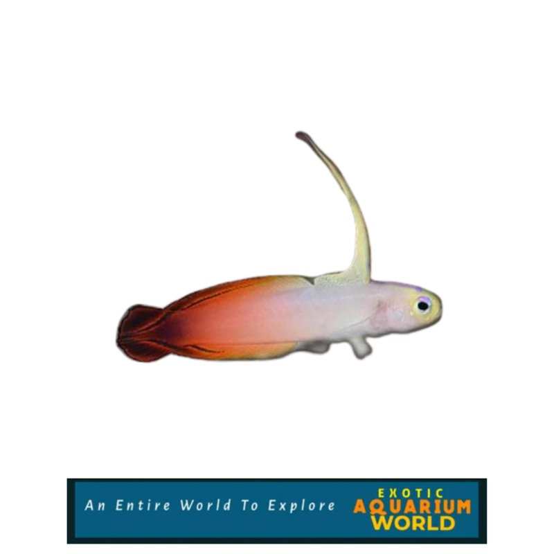 Firefish (Nemateleotris magnifica)