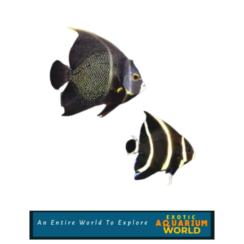 French Angelfish (Pomacanthus paru)