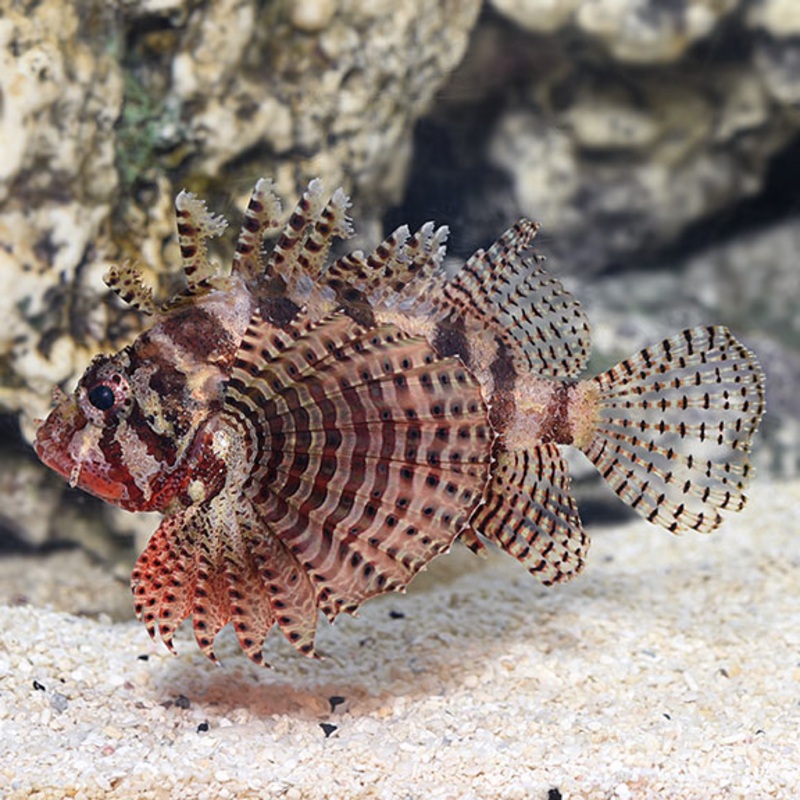 Fuzzy Dwarf Lionfish (Dendrochirus brachypterus)