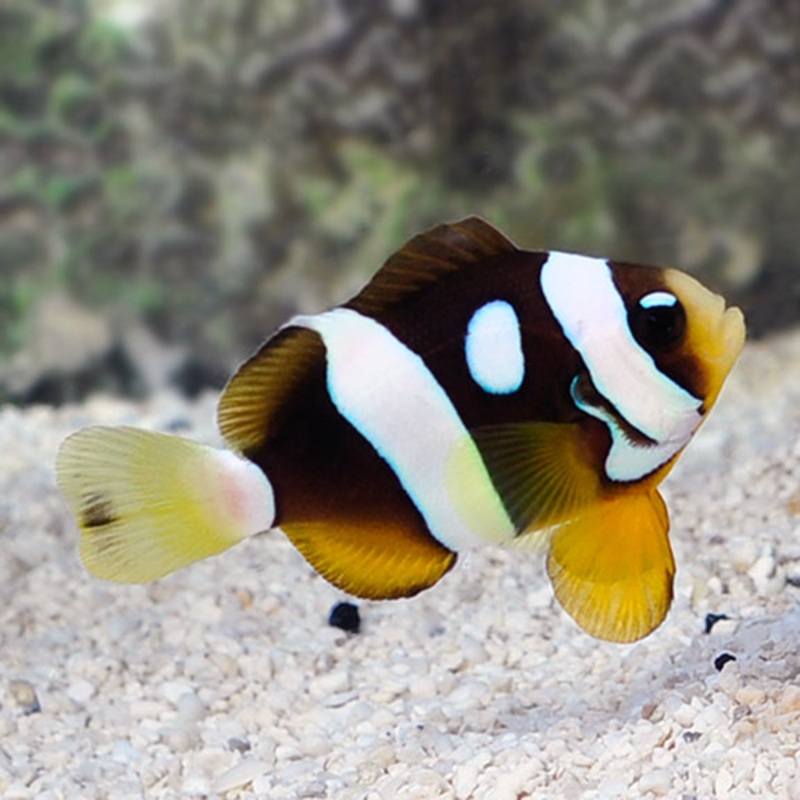 Galaxy Clarkii Clownfish, Captive-Bred (Amphiprion clarkii)