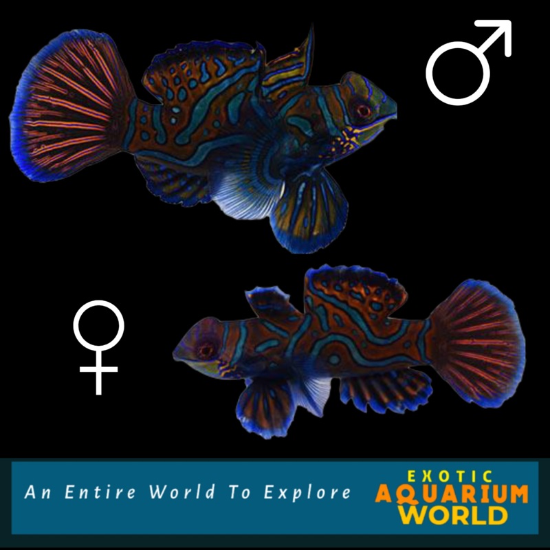 Green Mandarin (Synchiropus splendidus)