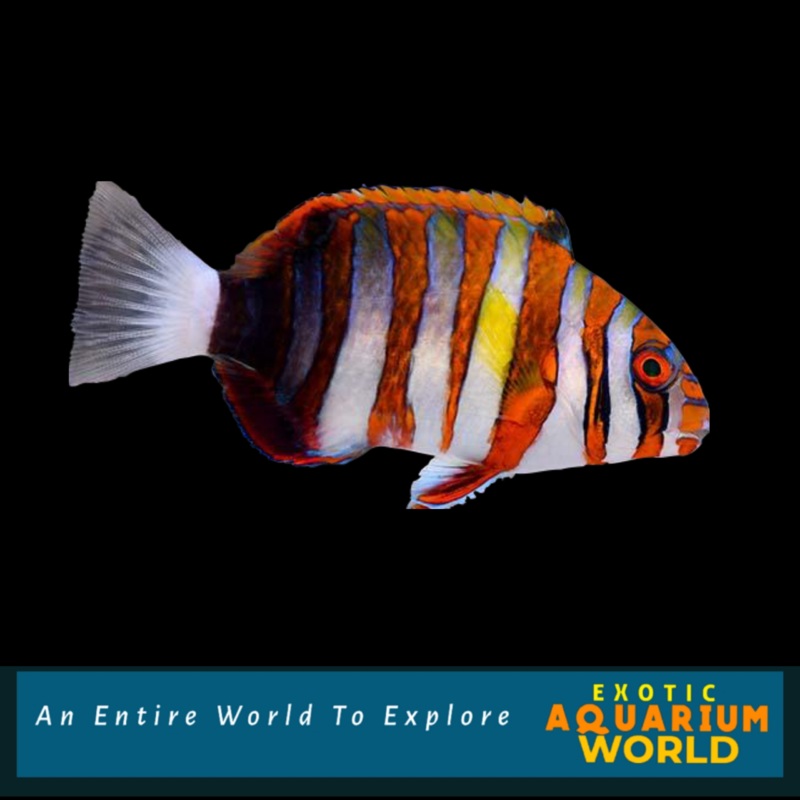 Harlequin Tusk (Choerodon fasciatus)