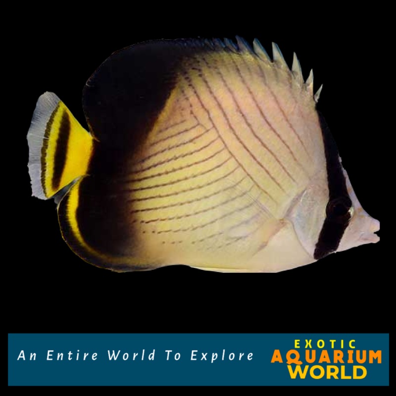 Indian Vagabond Butterflyfish (Chaetodon decussatus)