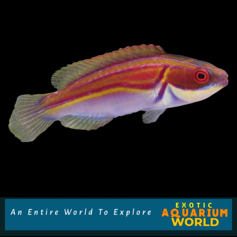 Labout's Fairy Wrasse (Cirrhilabrus laboutei)