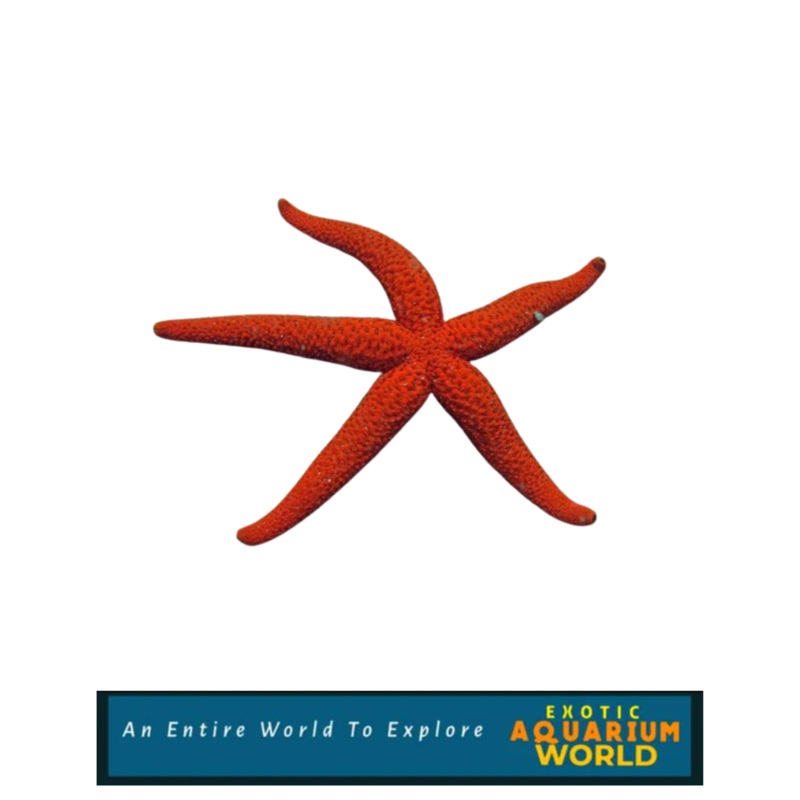 Linckia Sea Star, Red (Linckia sp.)
