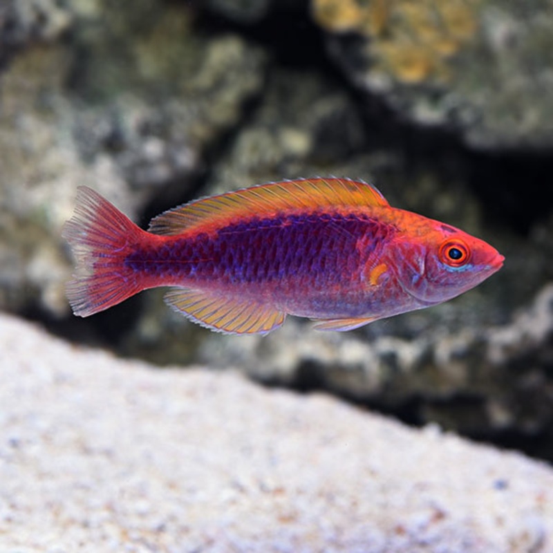Multicolor Lubbock's Fairy Wrasse (Cirrhilabrus lubbocki)