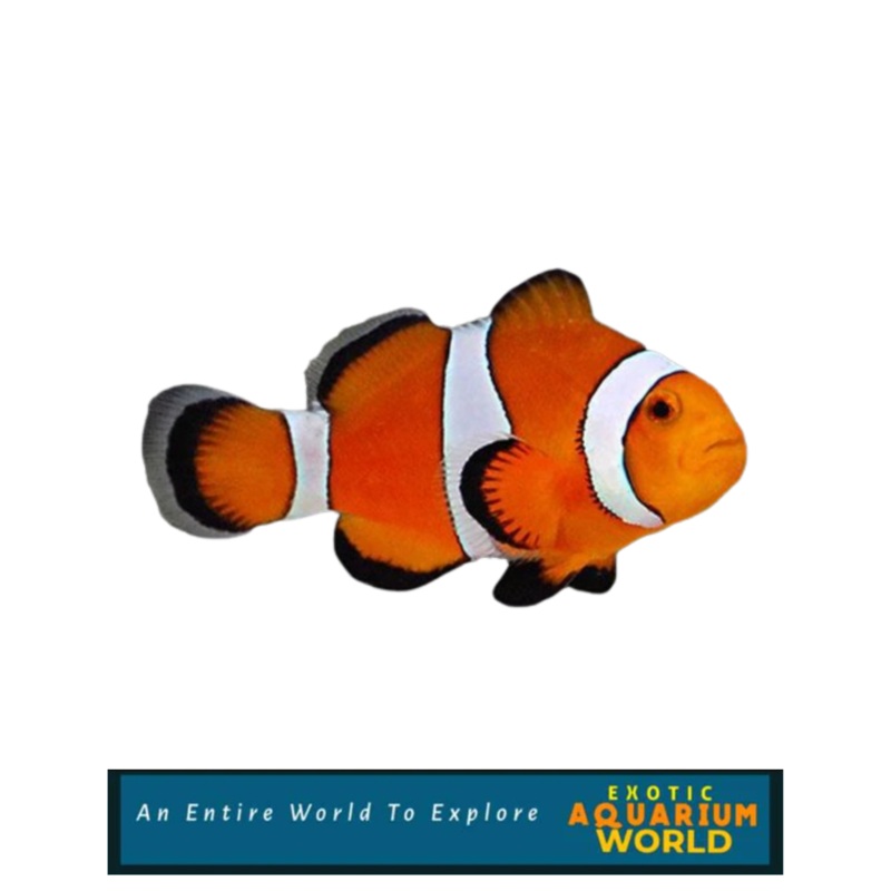 Ocellaris Clownfish, Captive-Bred (Amphiprion ocellaris )