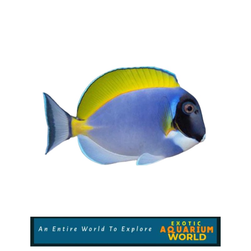 Powder Blue Tang (Acanthurus leucosternon)