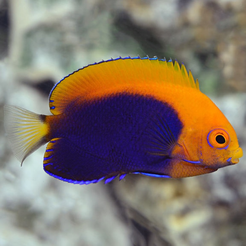 Pygmy (Cherub) Angelfish (Centropyge argi)