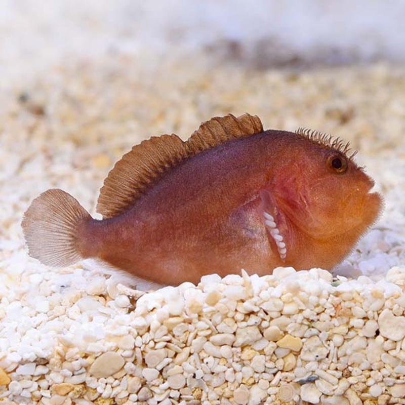 Pygmy Coral Croucher Goby (Caracanthus unipinna)