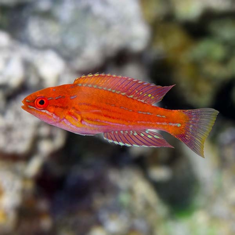 Royal Flasher Wrasse (Paracheilinus angulatus)