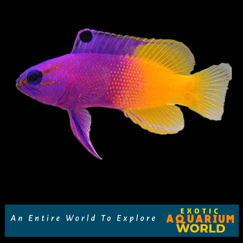 Royal Gramma Basslet (Gramma loreto)