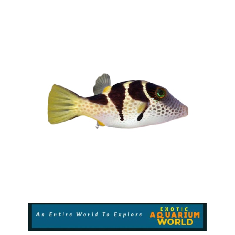 Saddle Valentini Puffer (Canthigaster valentini)
