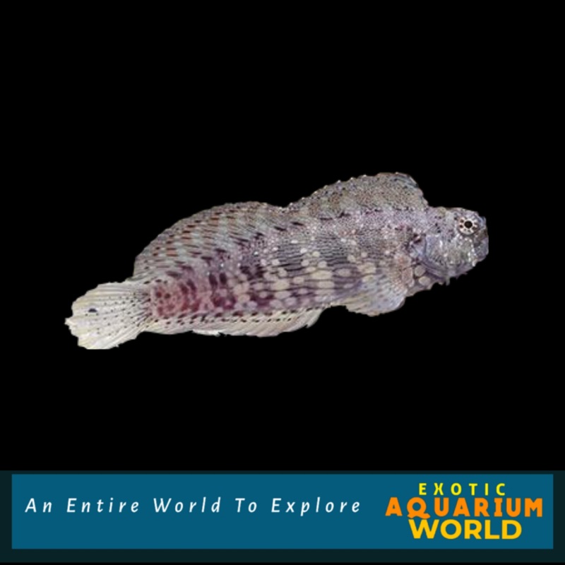 Sailfin/Algae Blenny (Salarias fasciatus)