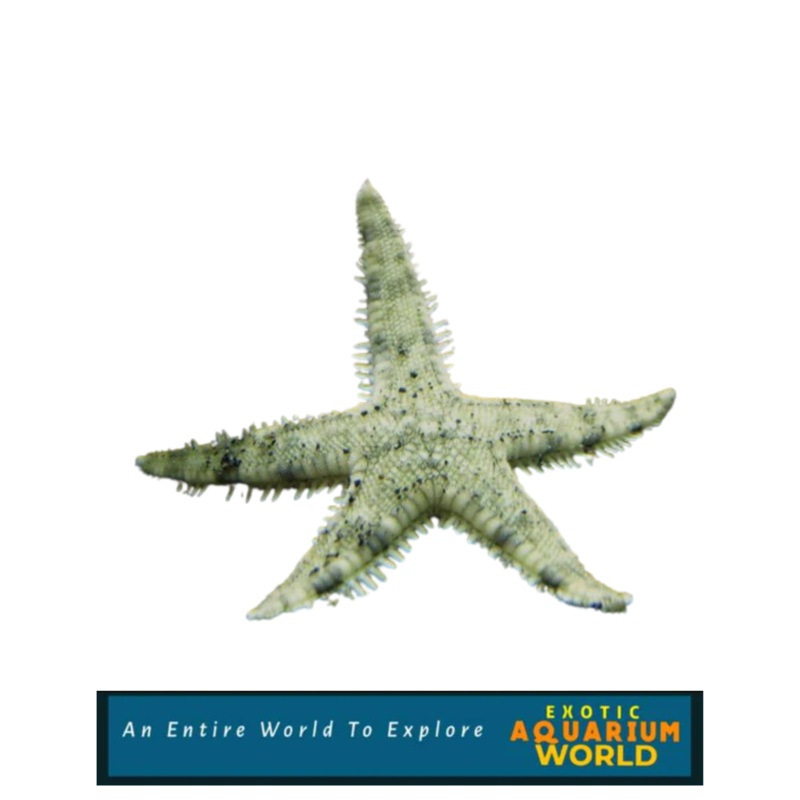 Sand Sifting Sea Star (Astropecten polycanthus)