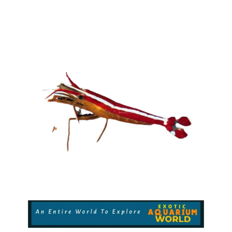 Scarlet Skunk Cleaner Shrimp (Lysmata amboinensis)