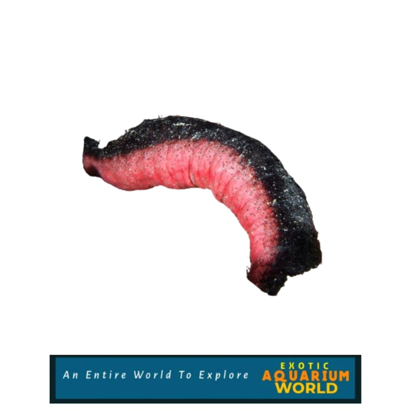 Sea Cucumber EXPERT ONLY (Holothuria sp.)
