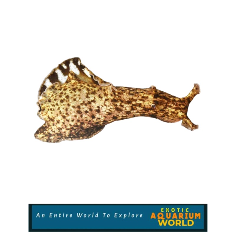 Sea Hare EXPERT ONLY (Aplysia sp.)