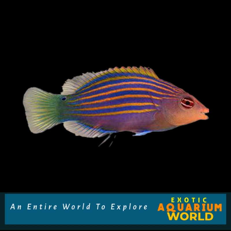 Six Line Wrasse (Pseudocheilinus hexataenia)