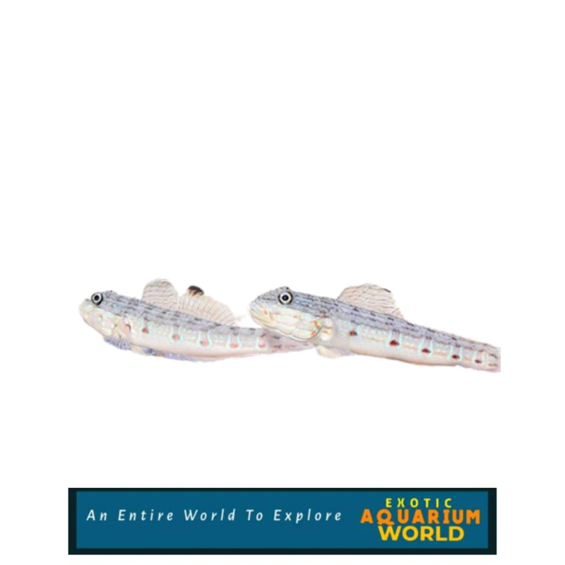 Sleeper Striped Goby (Valenciennea longipinnis)