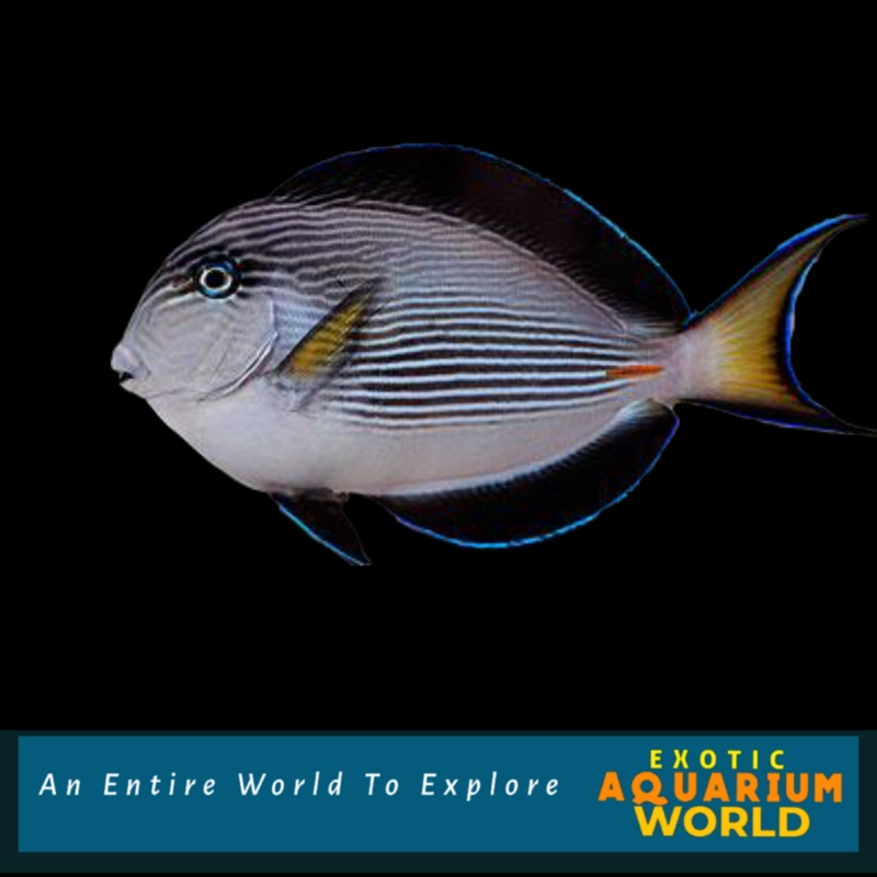 Sohal Tang (Acanthurus sohal)