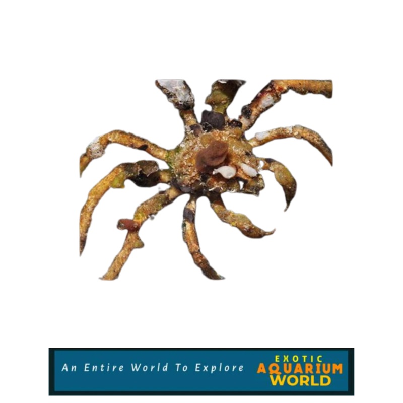 Spider Decorator Crab (Camposcia retusa)