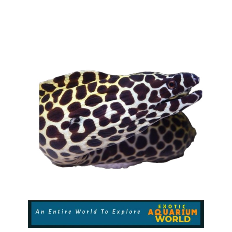 Tessalata Eel (Gymnothorax favagineus)
