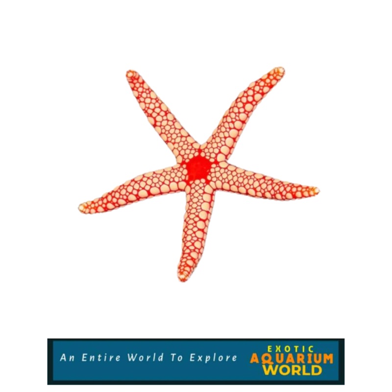 Tile Sea Star, Orange/Red (Fromia monilis)