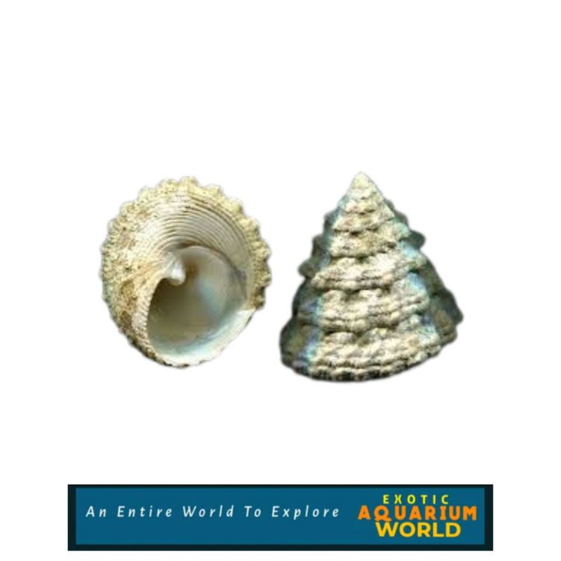 Turban Snail (Tectus fenestratus)