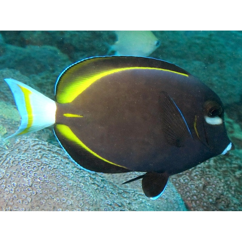 Whitecheek Tang (Acanthurus nigricans)