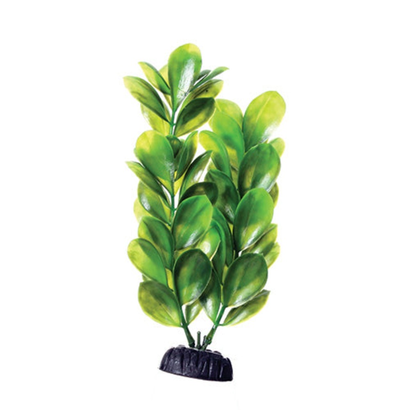 Underwater Treasures Green Bacopa - 8"