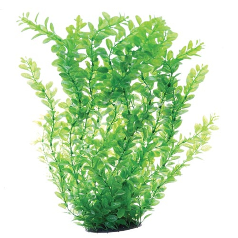 Underwater Treasures Green Cardamine - 24"
