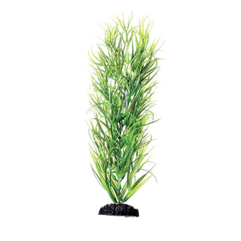 Underwater Treasures Green Diandra - 12"