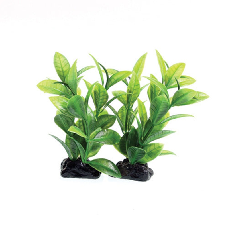 Underwater Treasures Green Ludwigia (2 Pod) - 3"