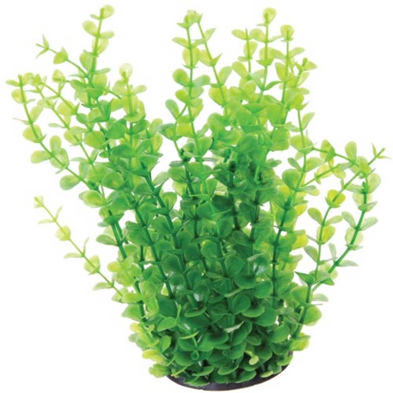Underwater Treasures Green Moneywort - 8"