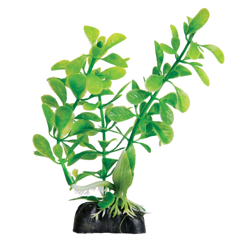 Underwater Treasures Ludwigia - Green - 4.5"