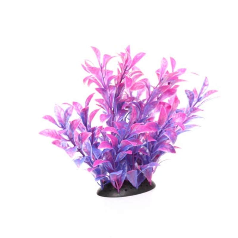 Underwater Treasures Magenta Ludwigia - 3"