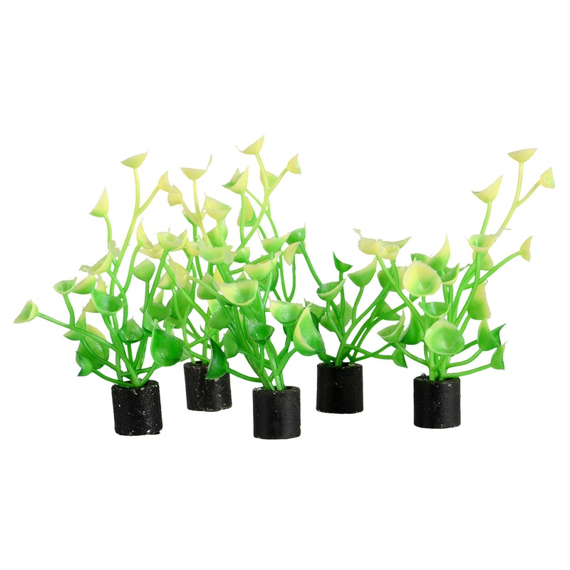 Underwater Treasures Mini Plant - Baby Tear - 2.5" - 5 pk