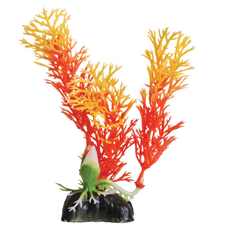 Underwater Treasures Orange Ambulia - 5"