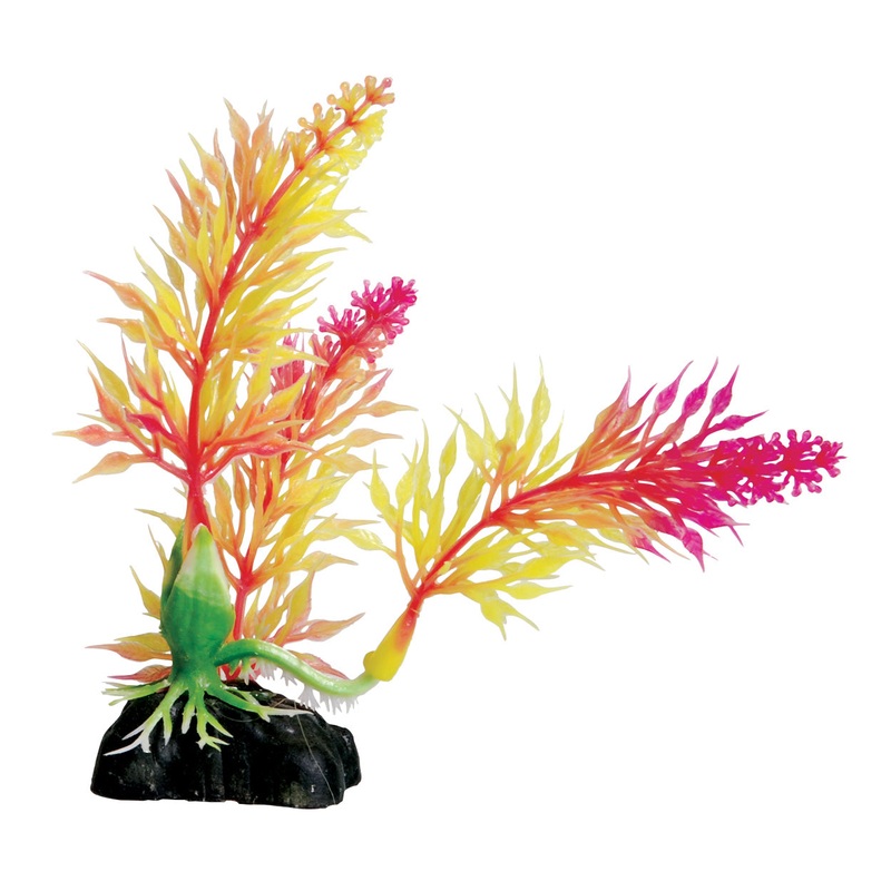 Underwater Treasures Pink Egeria - 4.5"