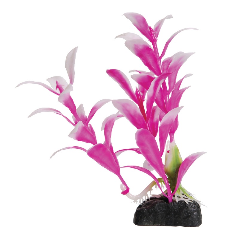 Underwater Treasures Pink Hygro - 4.5"