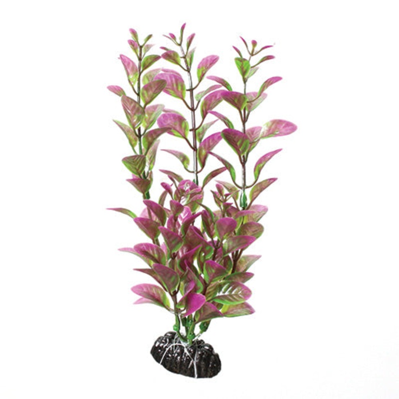 Underwater Treasures Purple/Green Ludwigia - 8"