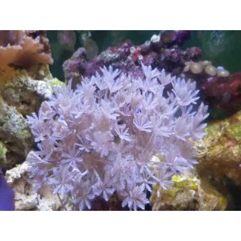 Aquacultured Red Sea Pom Pom Xenia Coral