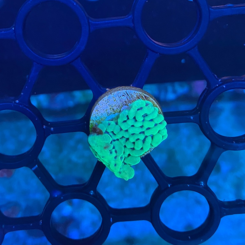 Green Encrusting Monti